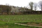 Eberbach: vinice v hradbách kláštera