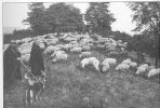 Maria Laach: klášterní ovce